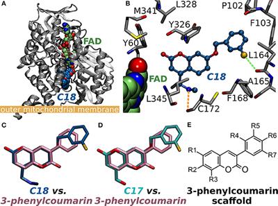 Structure-Activity Relationship Analysis of 3-Phenylcoumarin-Based Monoamine Oxidase B Inhibitors